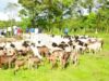 Security forces kill 18 bandits, recover 96 livestock in Katsina
