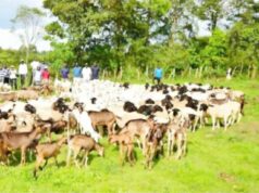Security forces kill 18 bandits, recover 96 livestock in Katsina