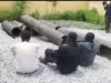 NSCDC arrests three over NNPC pipeline vandalism in Abuja