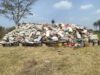NDLEA destroys 20 tonnes of cannabis in Osun, arrests fugitive after six years