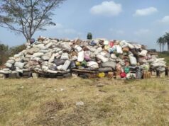 NDLEA destroys 20 tonnes of cannabis in Osun, arrests fugitive after six years