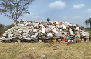 NDLEA destroys 20 tonnes of cannabis in Osun, arrests fugitive after six years