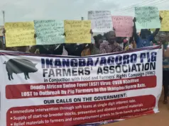 Ogun pig farmers lose N5bn to swine fever