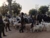 Troops kill 3 terrorists, recover arms, cattle in Kaduna, Kano Troops