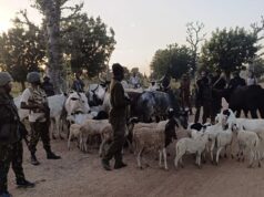 Troops kill 3 terrorists, recover arms, cattle in Kaduna, Kano Troops