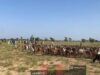 Troops foil terrorist ambush in Zamfara, recover 520 livestock in Sokoto Troops