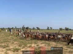 Troops foil terrorist ambush in Zamfara, recover 520 livestock in Sokoto Troops
