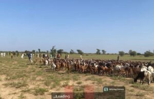 Troops foil terrorist ambush in Zamfara, recover 520 livestock in Sokoto Troops