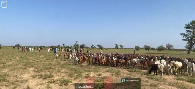 Livestock recovered by troops in Sokoto Troops