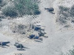 Troops kill 44 terrorists, foil IED attack in Borno Troops