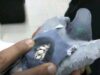 Kuwait customs catch pigeon carrying 178 suspected drug pills