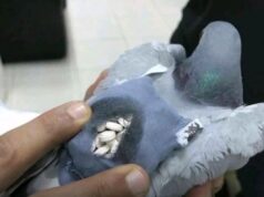 Kuwait customs catch pigeon carrying 178 suspected drug pills