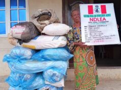 NDLEA arrests 85-year-old woman, seizes tonnes of cannabis in nationwide raids