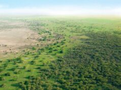 UN commits $78m to revive Africa’s Great Green Wall