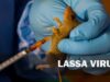 Lassa fever deaths rise to 214 as fatality rate hits 25.0 % NCDC, Lassa fever